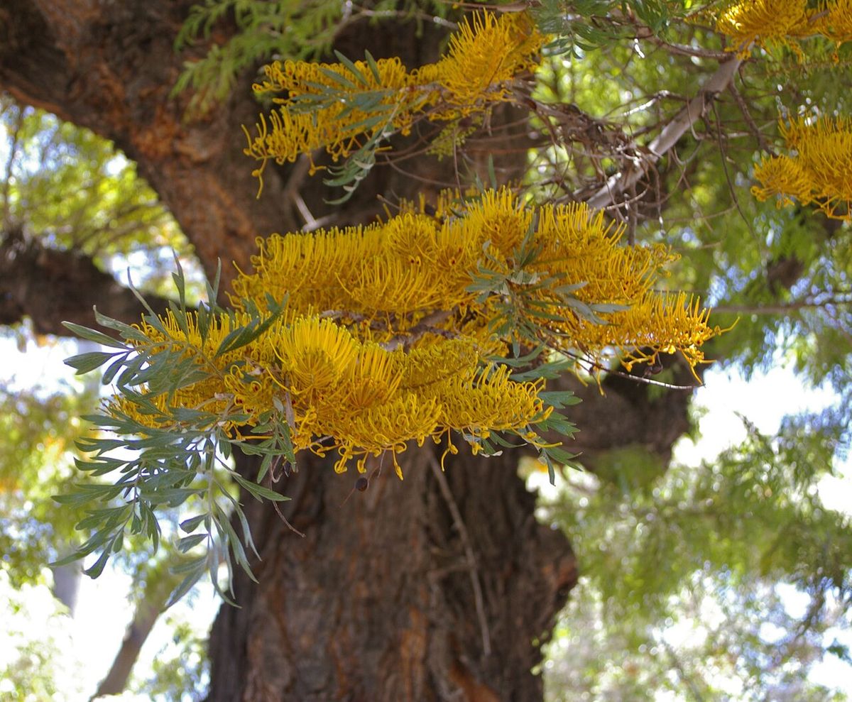 Racimos de flor amarilla de grevilea colgando junto al tronco rugoso.