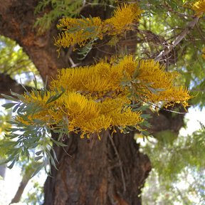 Racimos de flor amarilla de grevilea colgando junto al tronco rugoso.