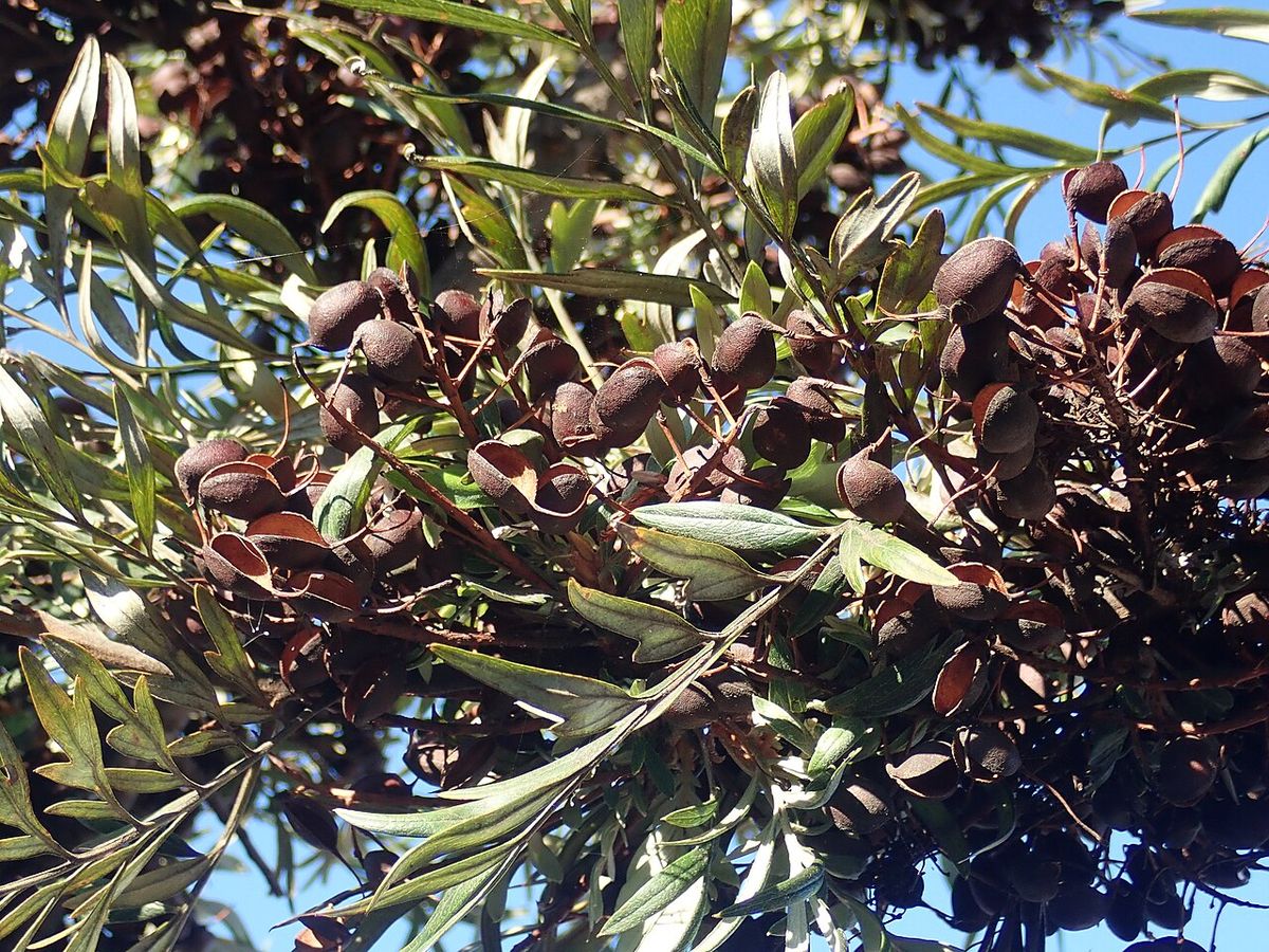Frutos pardos y leñosos de grevilea agrupados entre las hojas finas.