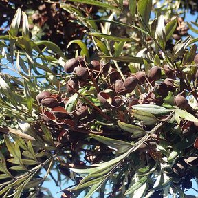 Frutos pardos y leñosos de grevilea agrupados entre las hojas finas.