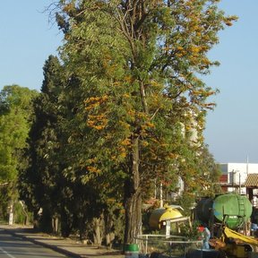 Grevilea alta y de copa estrecha al borde de una calle arbolada.