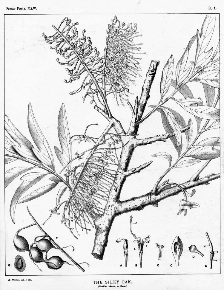 Grabado antiguo de la grevilea con la hoja dividida y la inflorescencia en cepillo.