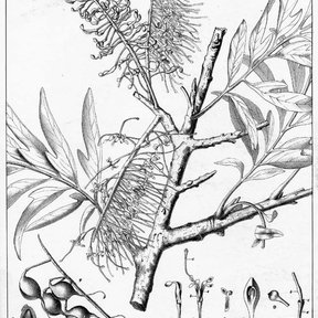 Grabado antiguo de la grevilea con la hoja dividida y la inflorescencia en cepillo.