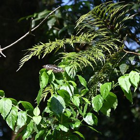 Follaje finamente dividido de grevilea asomando entre otras hojas verdes.