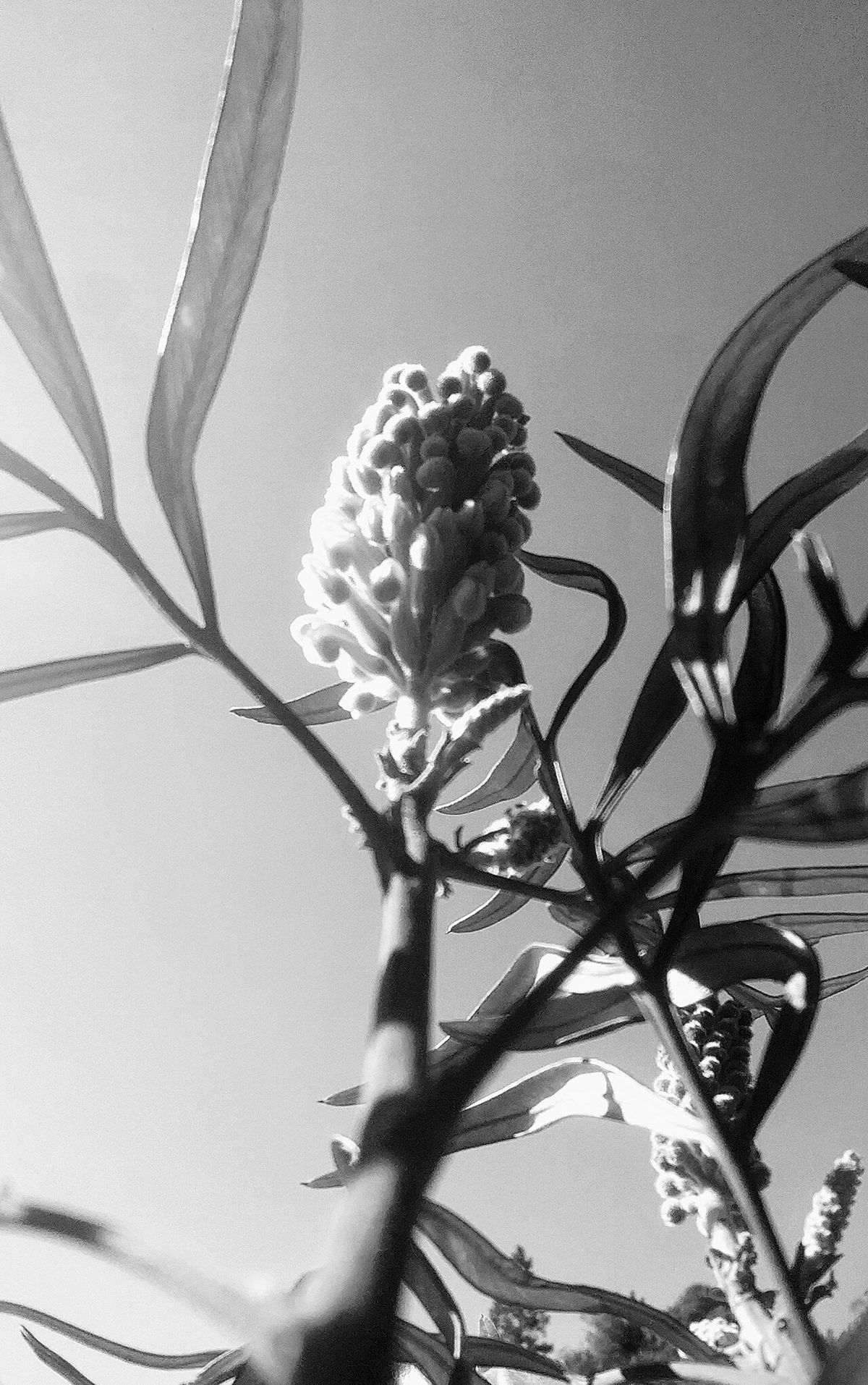 Inflorescencia de grevilea fotografiada en blanco y negro contra el cielo.