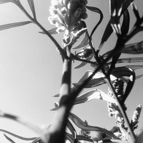 Inflorescencia de grevilea fotografiada en blanco y negro contra el cielo.