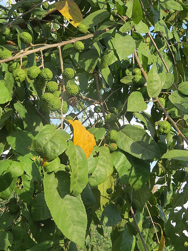 Frutos verdes y rugosos de guácima entre las hojas contra el cielo.