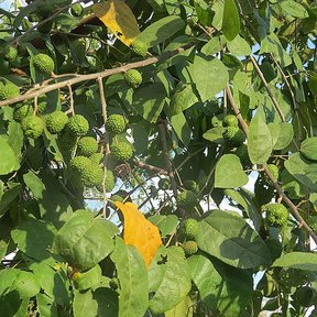 Frutos verdes y rugosos de guácima entre las hojas contra el cielo.
