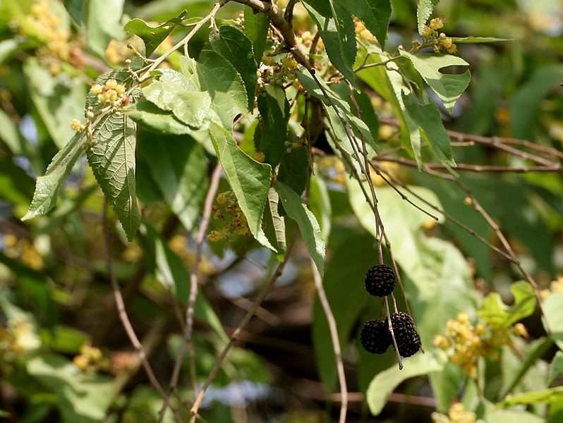 Frutos negros y maduros de guácima colgando entre el follaje y las flores.