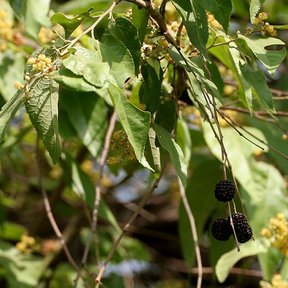 Frutos negros y maduros de guácima colgando entre el follaje y las flores.