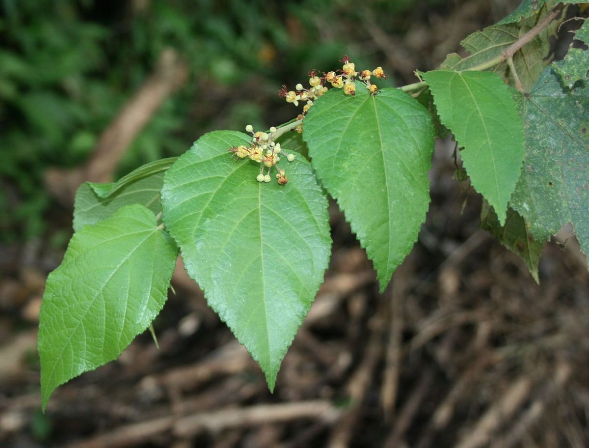 Racimo de flores amarillentas de guácima junto a las hojas aserradas.