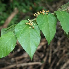 Racimo de flores amarillentas de guácima junto a las hojas aserradas.