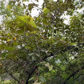 Guácima de copa clara y ramas abiertas vista desde el pie del árbol.