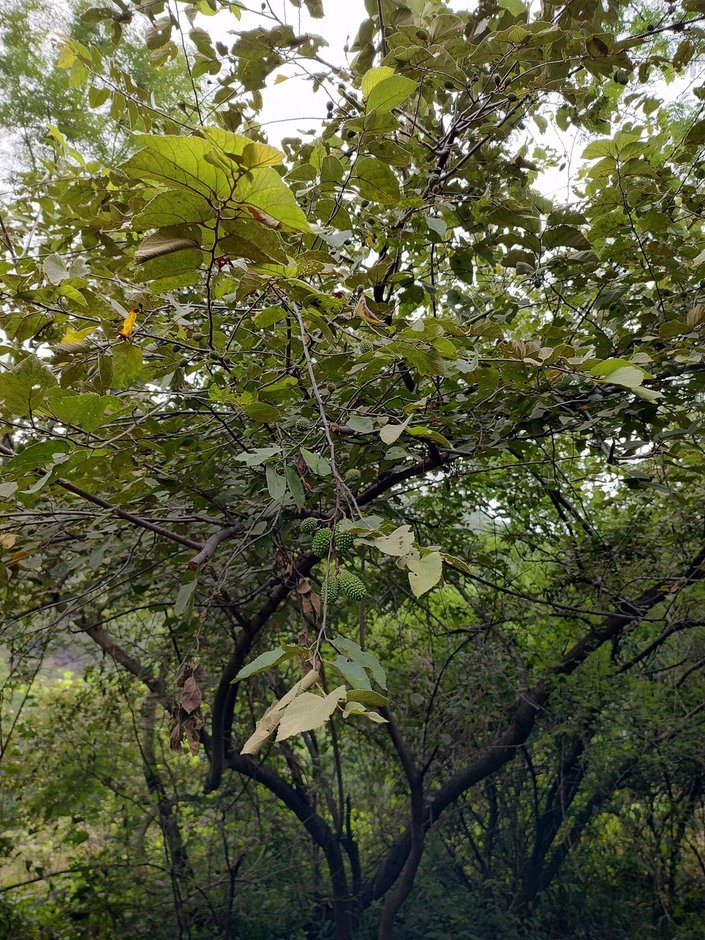 Guácima de copa clara y ramas abiertas vista desde el pie del árbol.