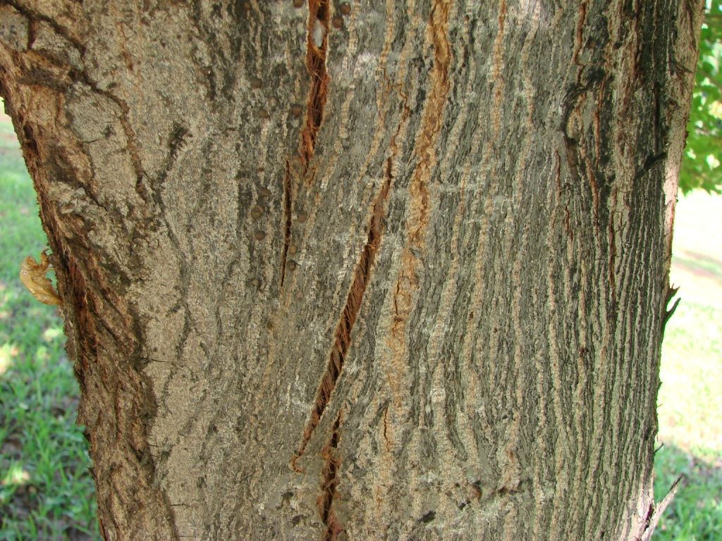 Corteza fisurada de un tronco de guácima, gris con vetas rojizas.