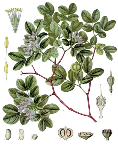Lámina botánica del guayacán con la hoja pinnada, la flor azul y cortes del fruto.