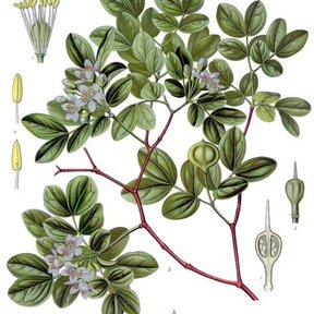 Lámina botánica del guayacán con la hoja pinnada, la flor azul y cortes del fruto.