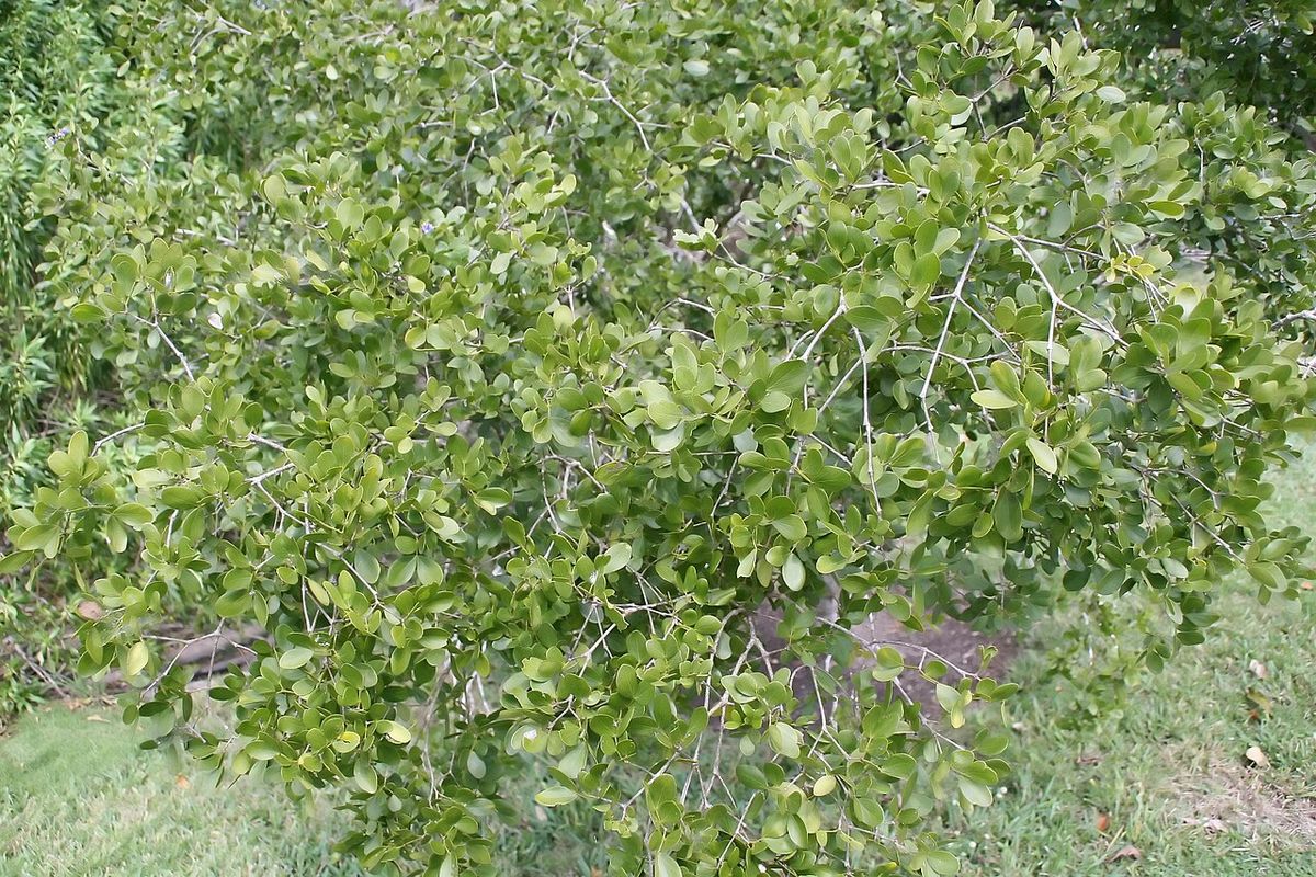 Guayacán de copa baja y muy tupida creciendo sobre el pasto de un jardín.
