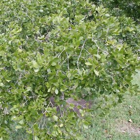 Guayacán de copa baja y muy tupida creciendo sobre el pasto de un jardín.