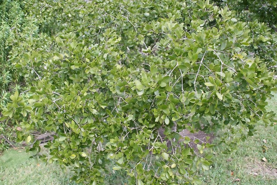 Guayacán de copa baja y muy tupida creciendo sobre el pasto de un jardín.