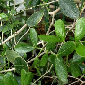 Follaje pinnado y lustroso de guayacán sobre ramas claras y torcidas.