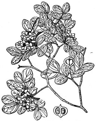 Dibujo a línea de una rama de guayacán con sus hojas, flores y frutos.