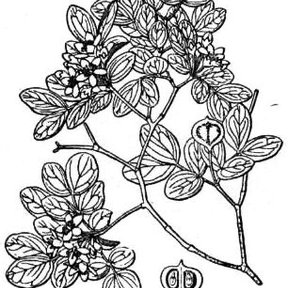Dibujo a línea de una rama de guayacán con sus hojas, flores y frutos.
