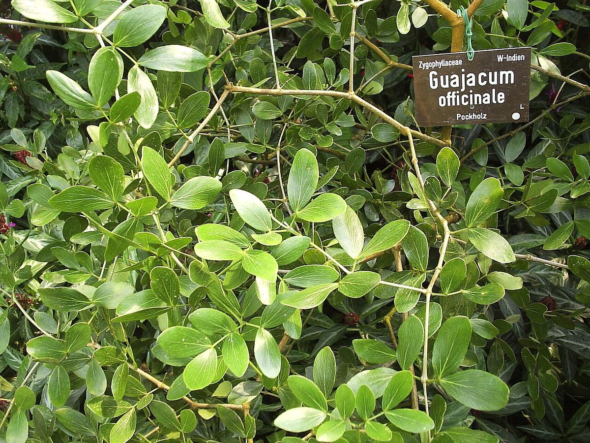 Follaje de guayacán con una placa de identificación colgada entre las ramas.