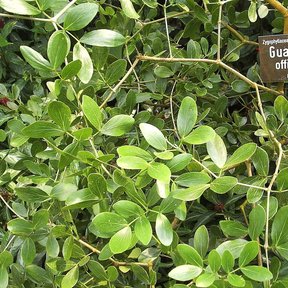Follaje de guayacán con una placa de identificación colgada entre las ramas.