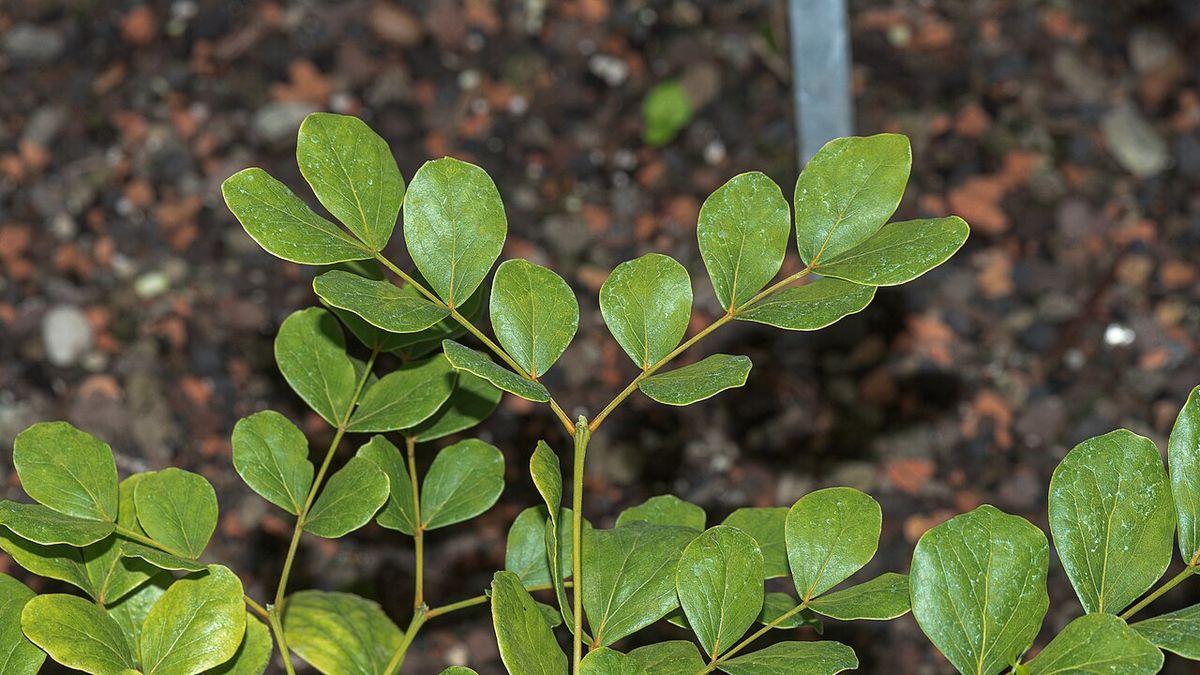 Hojas pinnadas de un guayacán joven abiertas sobre tierra oscura.