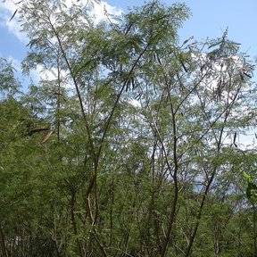 Guajes de troncos delgados y follaje ligero recortados contra el cielo.
