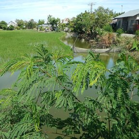 Guajes creciendo al borde de un canal junto a un arrozal muy verde.