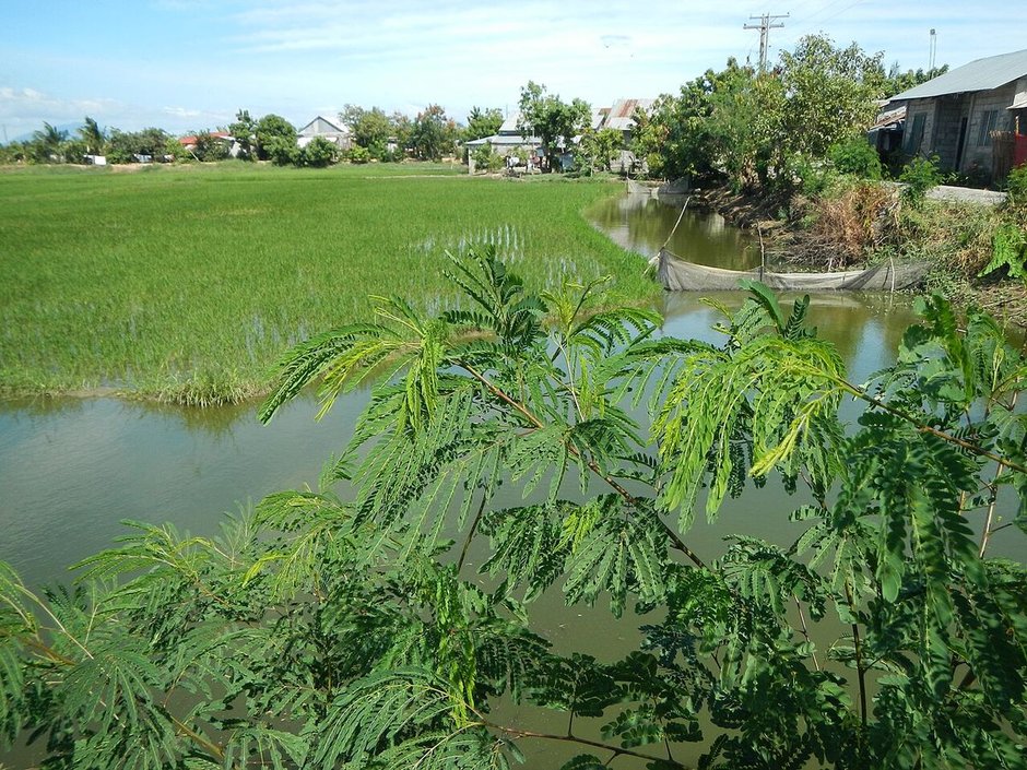 Guajes creciendo al borde de un canal junto a un arrozal muy verde.