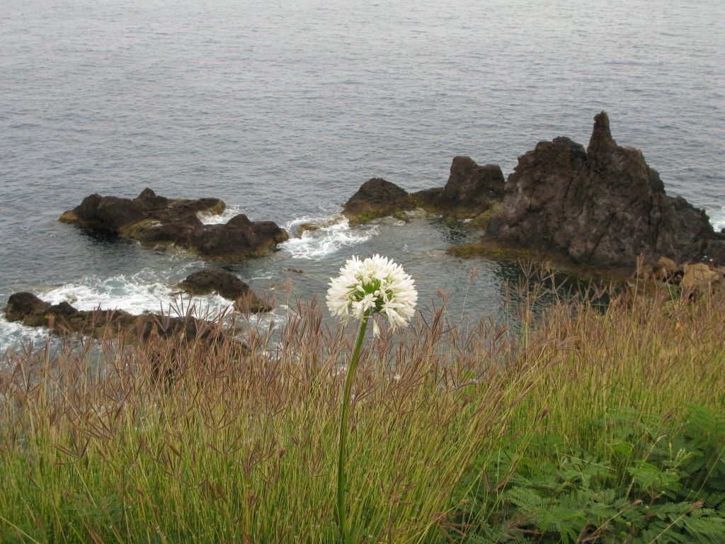Una cabezuela blanca de guaje asomando sobre el pasto, con el mar al fondo.