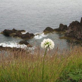 Una cabezuela blanca de guaje asomando sobre el pasto, con el mar al fondo.