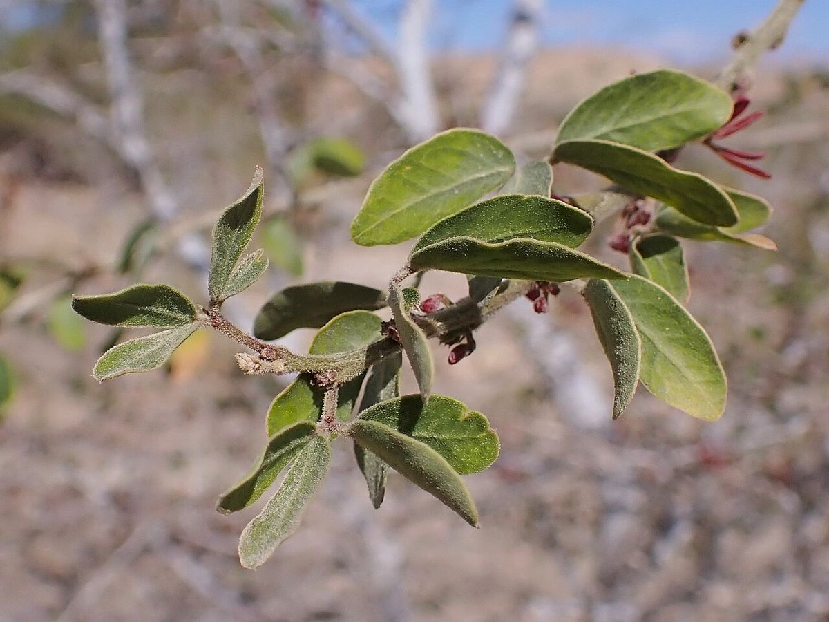 Hojas pequeñas y grisáceas de guamúchil con los botones florales rojizos.