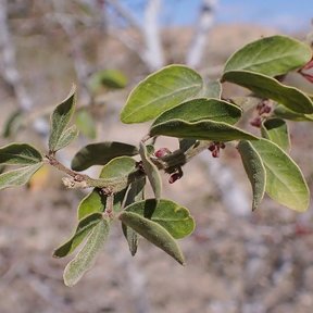 Hojas pequeñas y grisáceas de guamúchil con los botones florales rojizos.