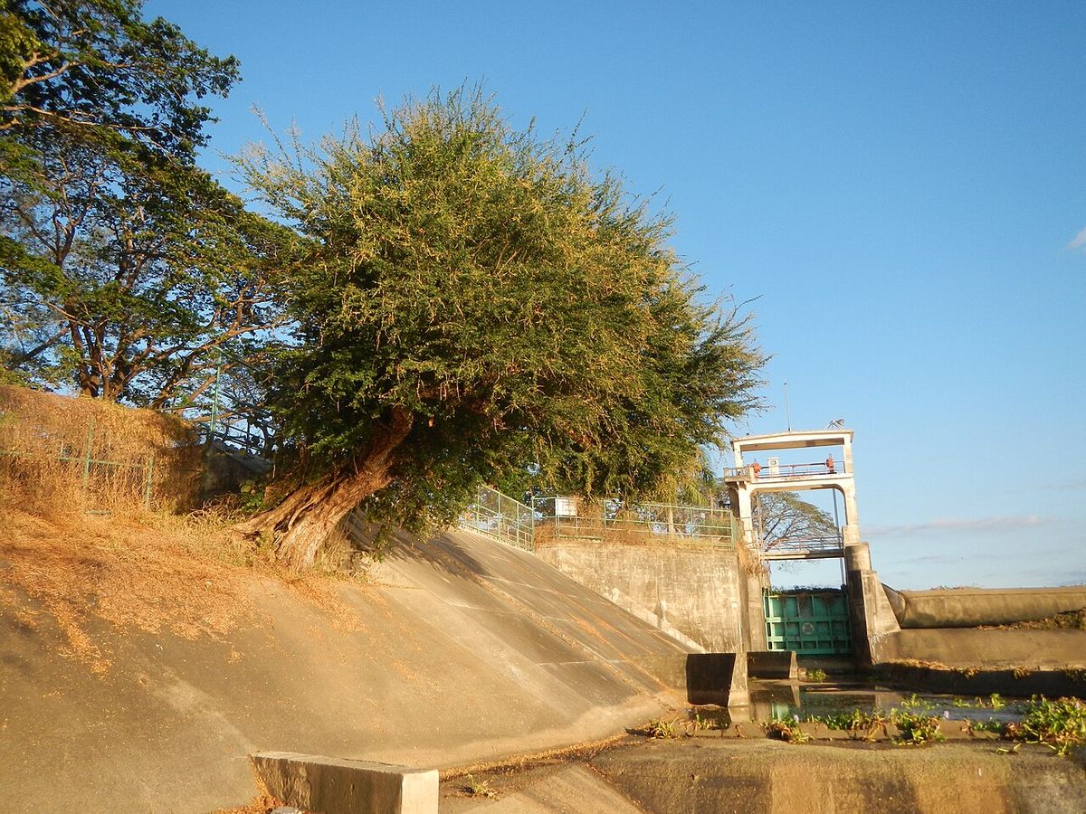Guamúchil de copa redonda y densa creciendo sobre el talud de un canal.