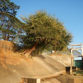 Guamúchil de copa redonda y densa creciendo sobre el talud de un canal.