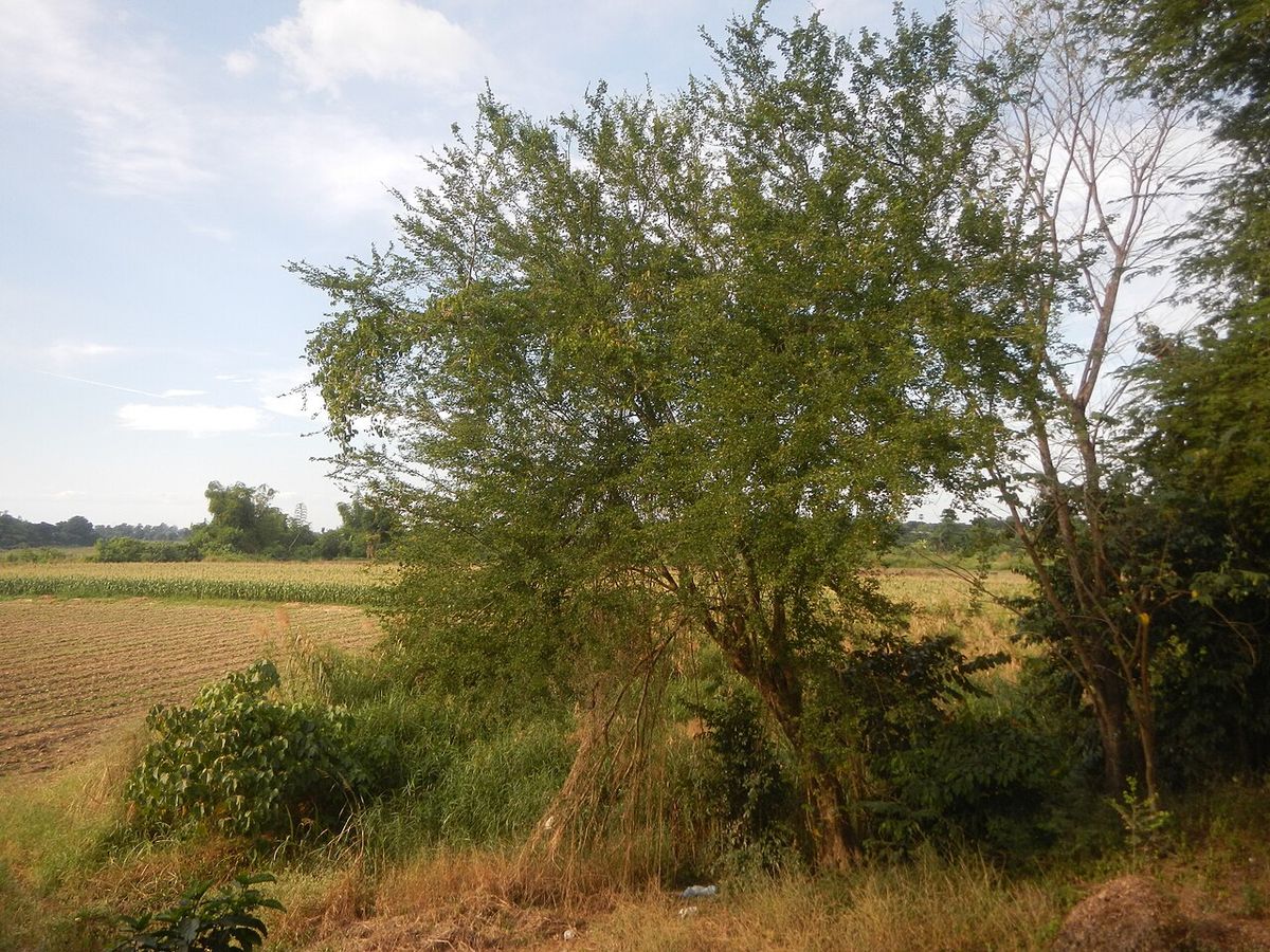 Guamúchil de copa amplia al borde de un campo de cultivo, bajo un cielo con nubes.