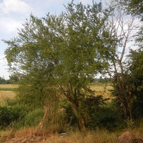 Guamúchil de copa amplia al borde de un campo de cultivo, bajo un cielo con nubes.
