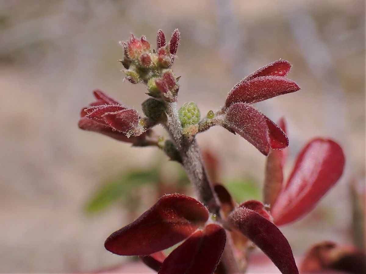Brotes nuevos de guamúchil, de un rojo vino intenso, cubiertos de pelillos.