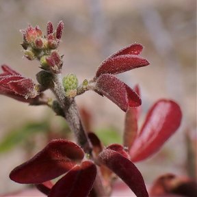 Brotes nuevos de guamúchil, de un rojo vino intenso, cubiertos de pelillos.