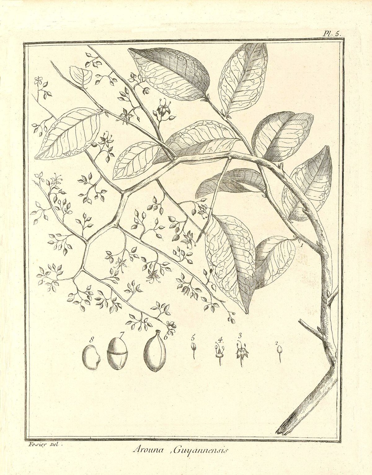 Grabado antiguo del guapaque con la rama, las hojas y detalles del fruto.