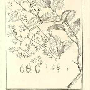 Grabado antiguo del guapaque con la rama, las hojas y detalles del fruto.