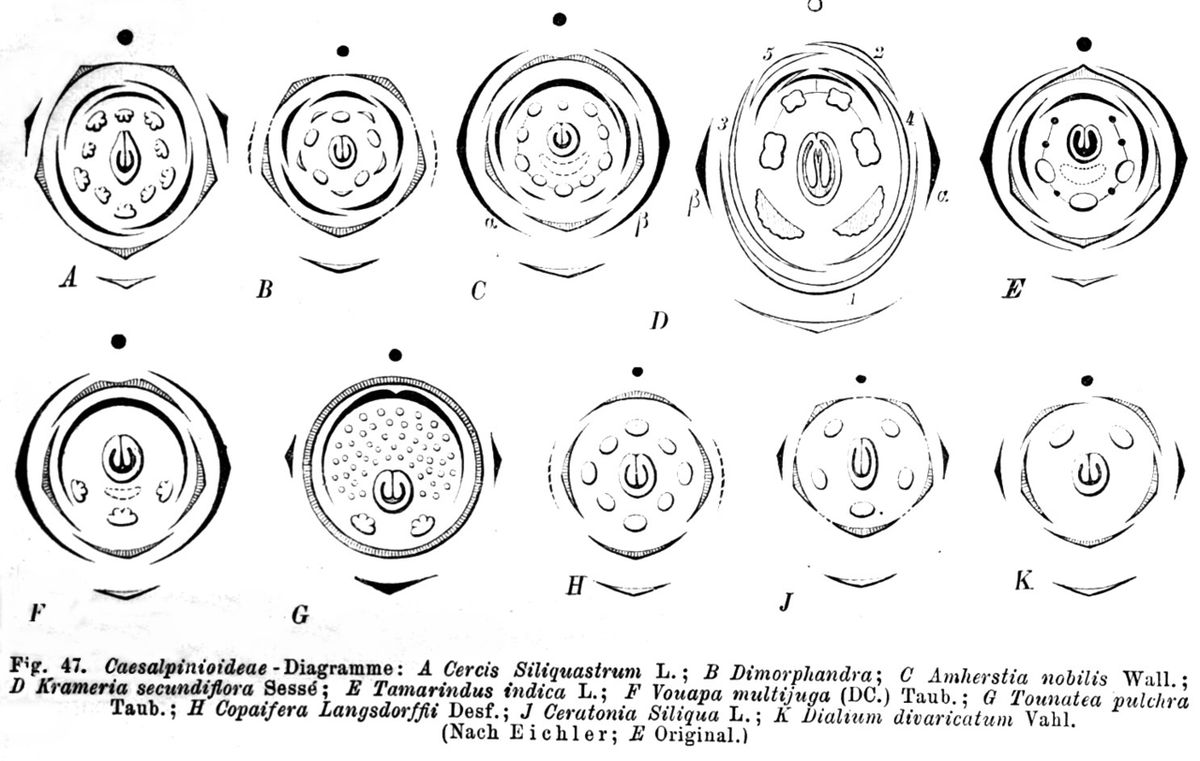 Lámina científica con diagramas florales esquemáticos de varias leguminosas.