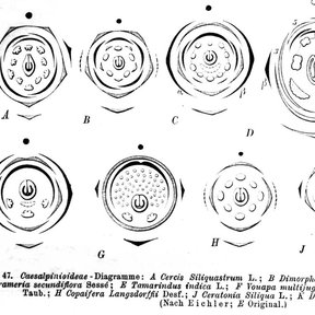 Lámina científica con diagramas florales esquemáticos de varias leguminosas.