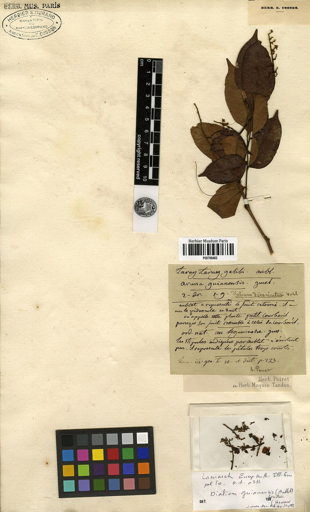 Pliego de herbario antiguo con una rama de guapaque y una carta de color.