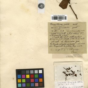Pliego de herbario antiguo con una rama de guapaque y una carta de color.
