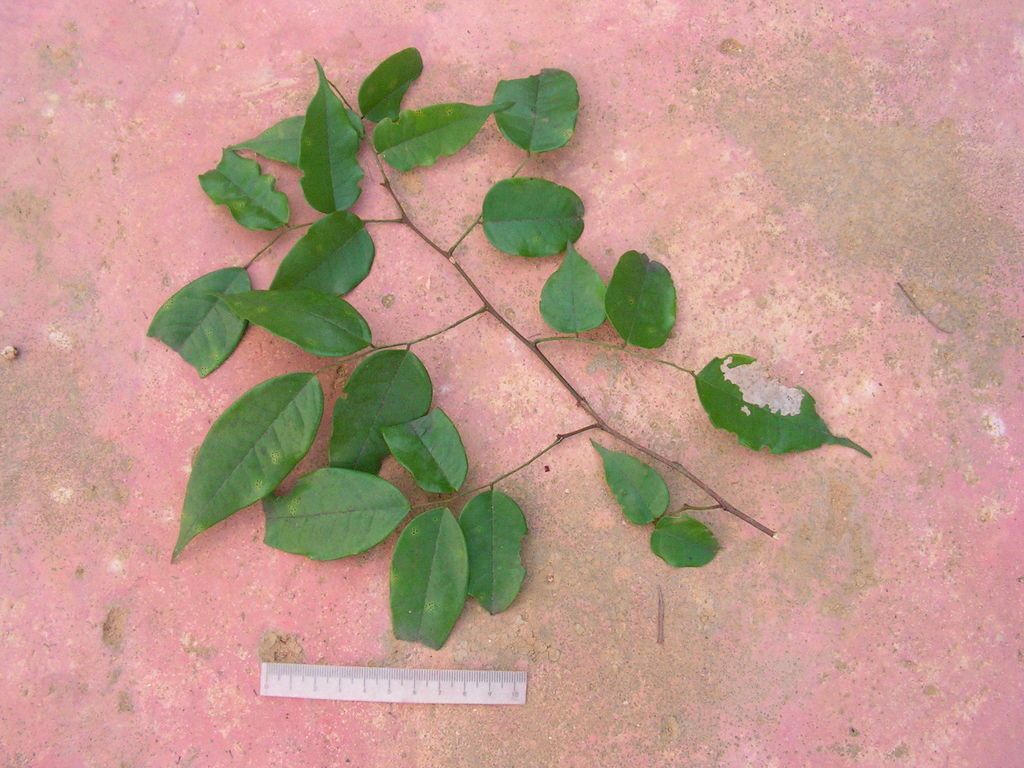 Rama de guapaque con sus hojas extendida sobre un piso de losetas rosadas.